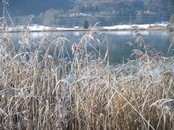 frozen grass by the lake