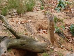 meerkat in the national park