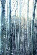 sunbeam in the autumn forest