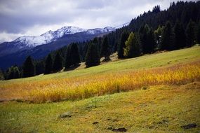 Mountain pine trees green field landscape