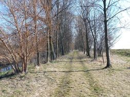 trees in rows along trail