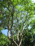 sky tree with green leaves