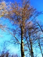 autumn tall trees on a background of turquoise sky