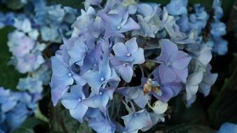 Blue hydrangea flowers on ornamental shrubs