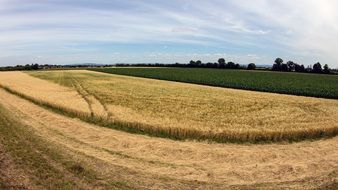 Landscape of the cereal on the fields