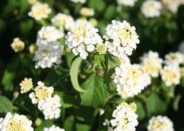 lantana ornamental