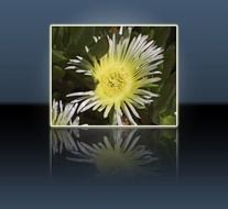 yellow flower mirroring