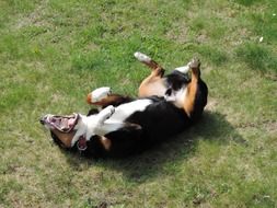 appenzell mountain dog rolling