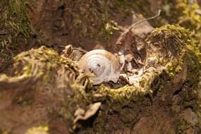 snail on old tree