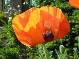 klatschmohn of the poppy family