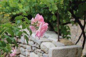 incomparable rose
