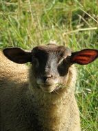 domestic sheep outdoor