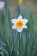 delicate white daffodil in spring