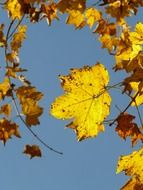 leaves of the mountain maple on the background of the autumn sky