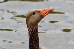 profile portrait of a goose