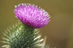 purple flower of the thistle