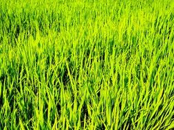 bright green rice field in light