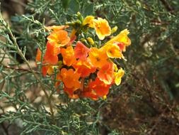 orange flower in spring in the meadow