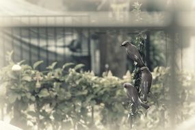 black-white image of birds on a wire