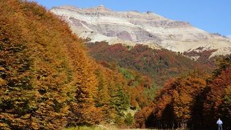 autumn forest in mountains in chile