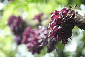 violet flowers in spring