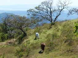 horses on the pasture on Costa Rica