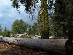 fallen down tree in the sequoia national park