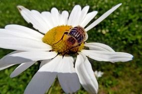 Insect on the white and yellow daisy flower