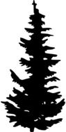 black silhouette of spruce