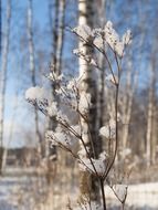 branches in the snow on a sunny day close-up