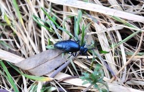 Insect on the dry grass