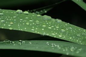 water drops on grass leaves