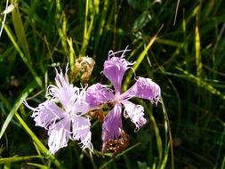 purple flowers in a meadow in the Alps