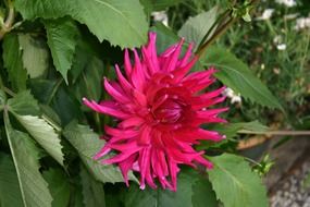 bright pink spiky flower