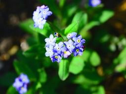 little blue flowers of forget-me-not