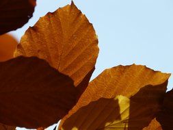 brown leafs of European beech close-up