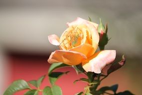 rose spider green nature