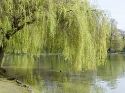 willow over water