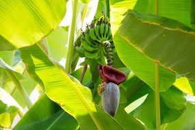 Photo of Tropical banana plants