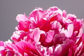 pink peony in a bouquet