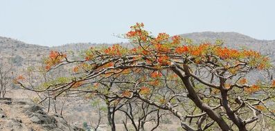 flowering tree on a mountain in india