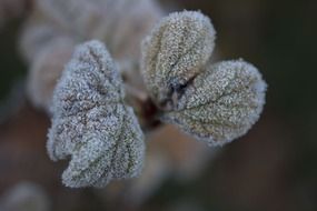 frozen plant leaves