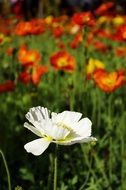 white flower among colorful flowers