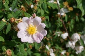 pink rosehip flower on a bush in the forest