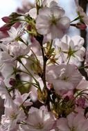 lush pink flowering shrub close-up on blurred background