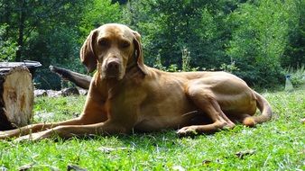 dog lies on green grass