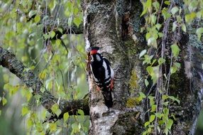 woodpecker, colorful bird on birch trunk