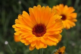 Closeup photo of Orange gerbera flowers