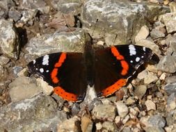 Beautiful and colorful vanessa atalanta butterfly on the stones