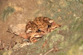 brown frog on the mountains